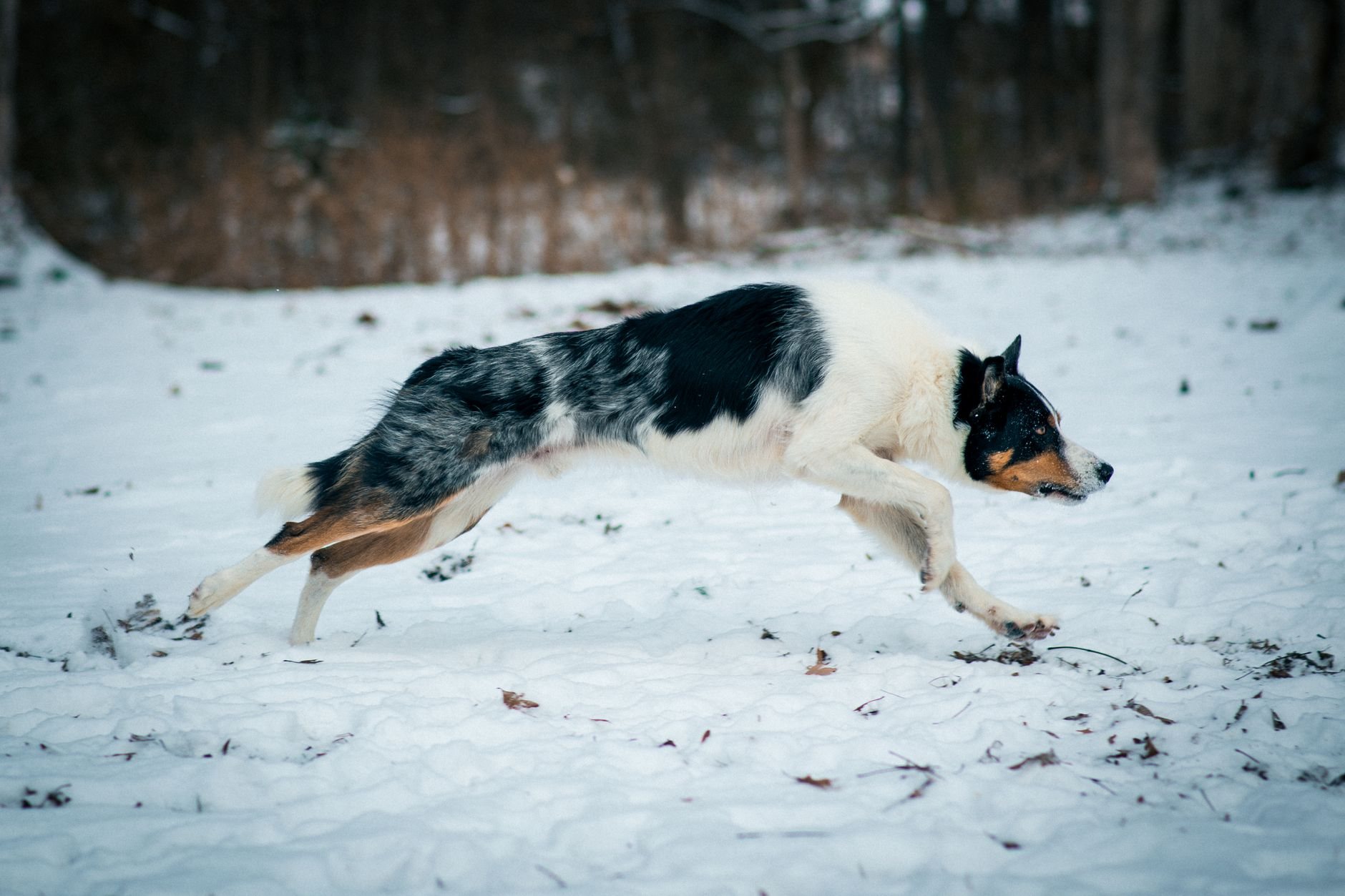 Sportlich aktive Hunde: Energiebedarf richtig einschätzen