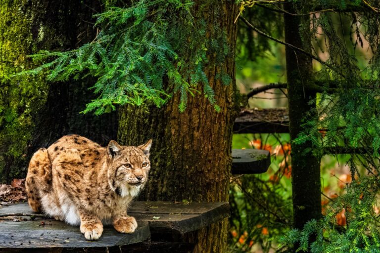 Naturerlebnis Spanien 2026: Wildtiere und Landschaften