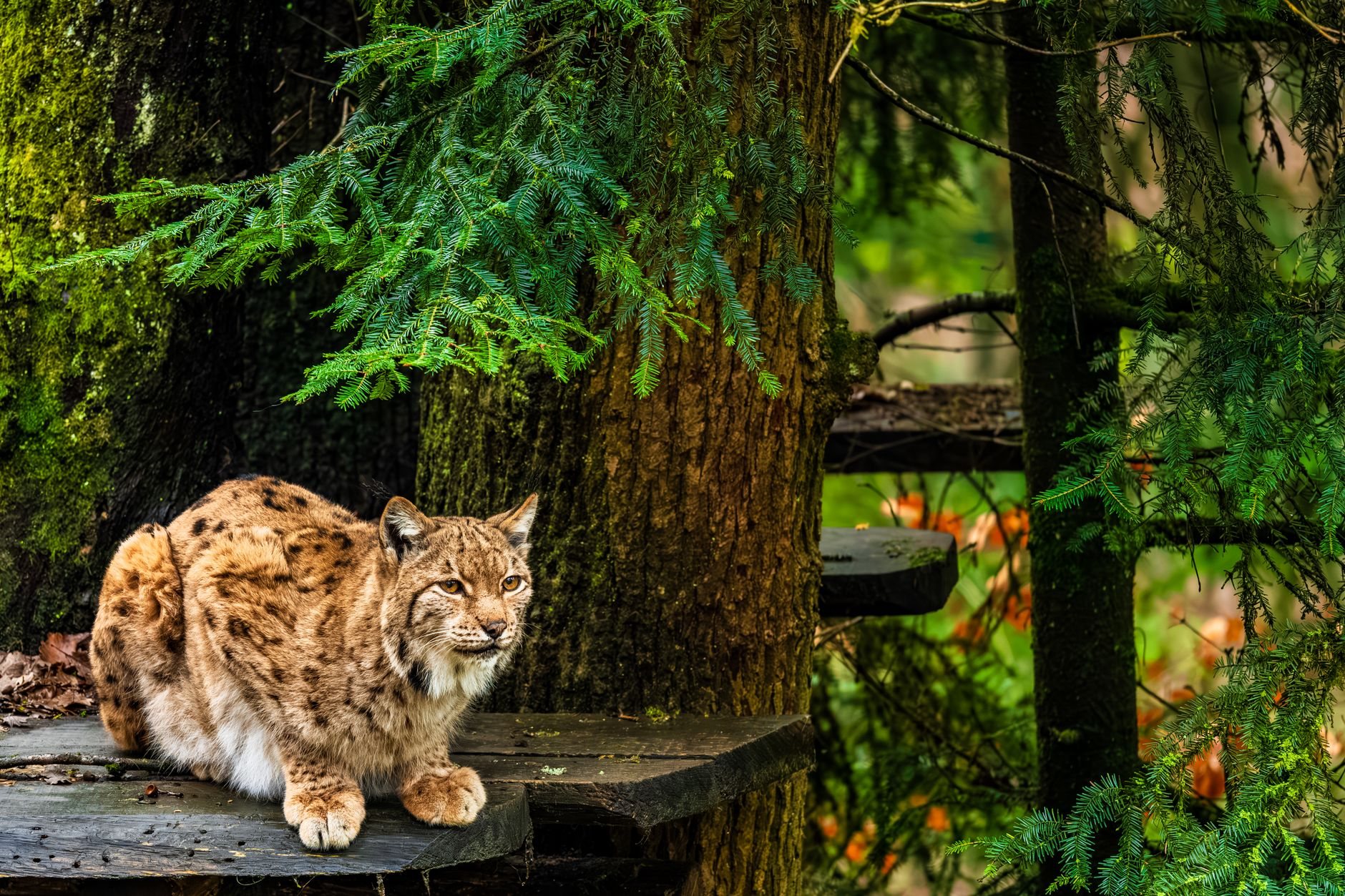 Naturerlebnis Spanien 2026: Wildtiere und Landschaften